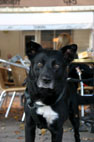 Billy, Norsk Gadekryds, Frederiksberg