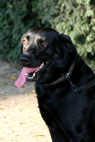 Honda, Labrador Retriever, Frederiksberg