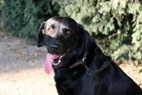 Honda, Labrador Retriever, Frederiksberg