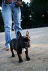 Hubert, Fransk Bulldog, Frederiksberg