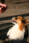 Tjeko, Papillonblanding, Frederiksberg