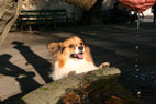 Tjeko, Papillonblanding, Frederiksberg