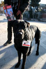 Pogo, Labradorblanding, Rdhuspladsen