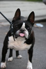 Kikki, Boston Terrier, Frederiksberg