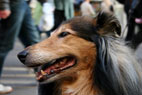 Laika, Collie, Strget