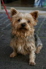 Gioia, Yorkshire Terrier, Strget