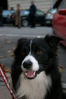 Fly, Border Collie, sterbro