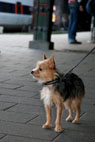 Chica, Yorkshire Terrier/Chi hua hua, sterport St.
