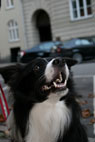Fly, Border Collie, sterbro
