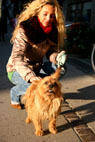 Anton, Austalsk Terrier, Vesterbro