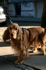 Napolion, Cocker Spaniel, Frederiksberg