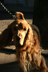 Napolion, Cocker Spaniel, Frederiksberg