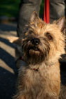 Henna, Cairn Terrier, Frederiksberg