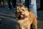 Niko, Cairn Terrier, Frederiksberg